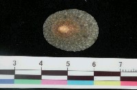 藏品(花笠螺)的圖片